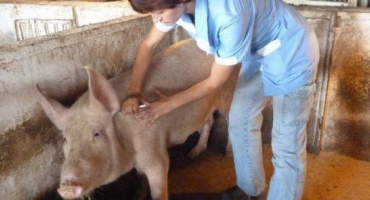 Typy omračovacích zařízení pro prasata a jak to udělat sami doma